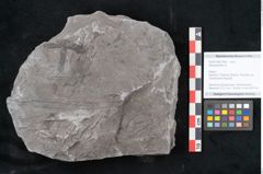 Foto (Objekt + Etikett) von Asterophyllites sp.  (NHMW-GEO-2024-0188-10990)